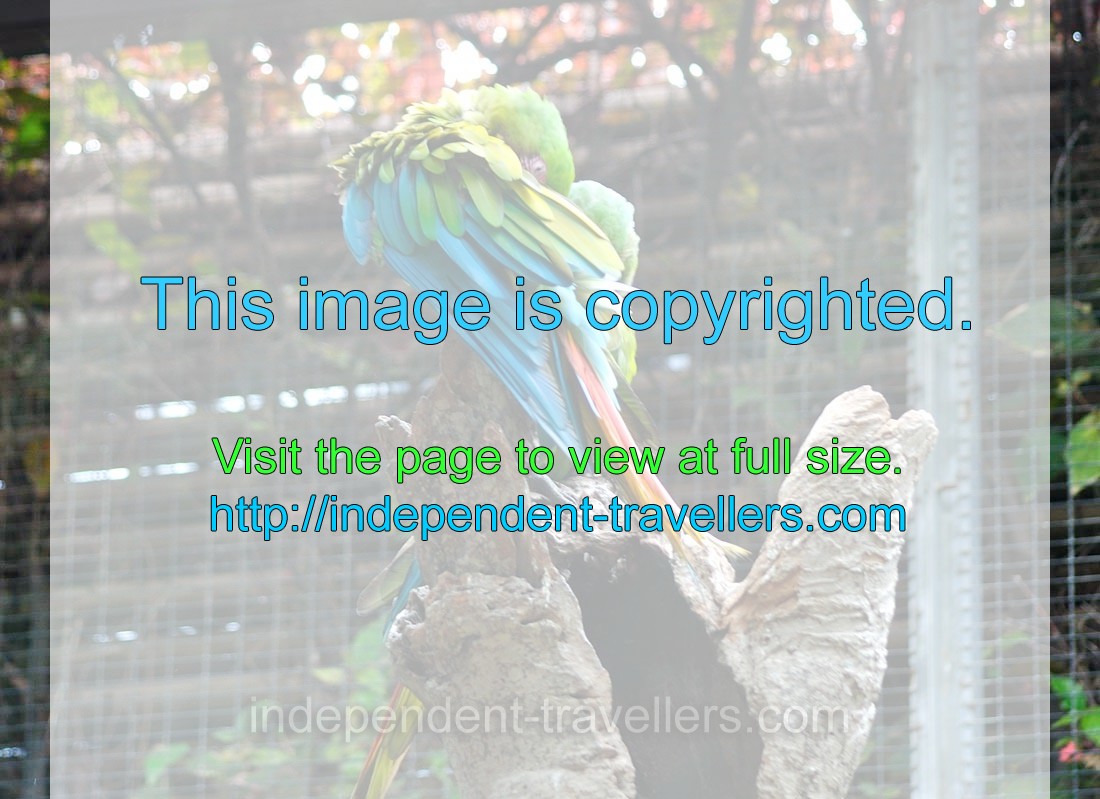The great green macaw “Ara ambiguus”