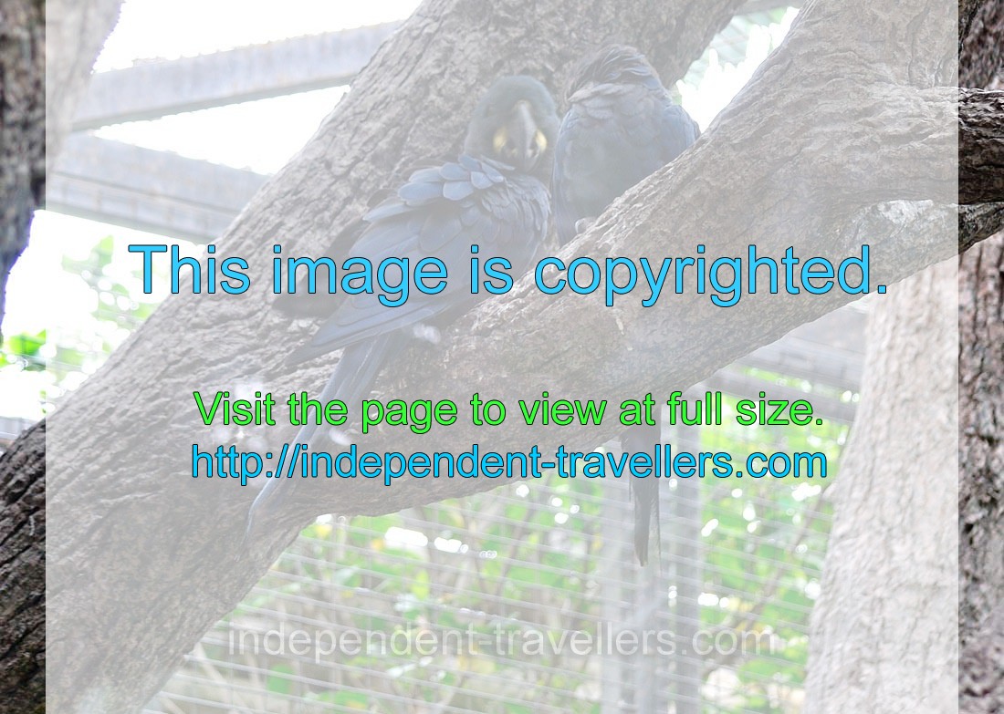 The hyacinth macaw “Anodorhynchus hyacinthinus”