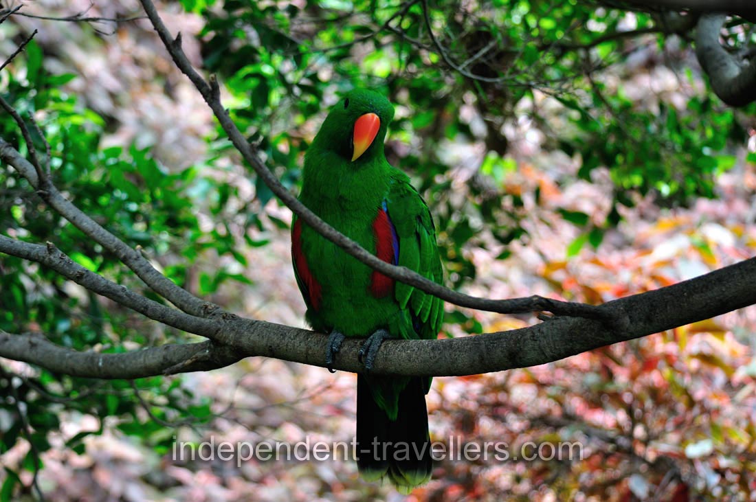Eclectus parrot