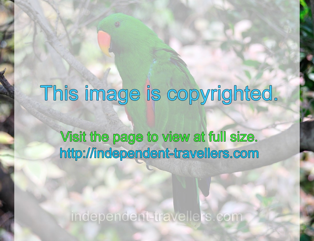 The eclectus parrot “Eclectus roratus roratus”