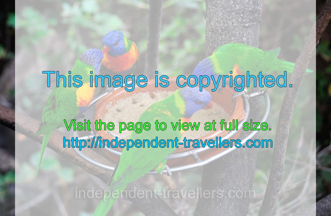 Bright colorful Rainbow lorikeet parrots are feeding from bowl with porridge