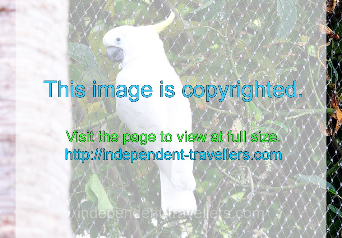 The sulphur-crested cockatoo “Cacatua galerita”
