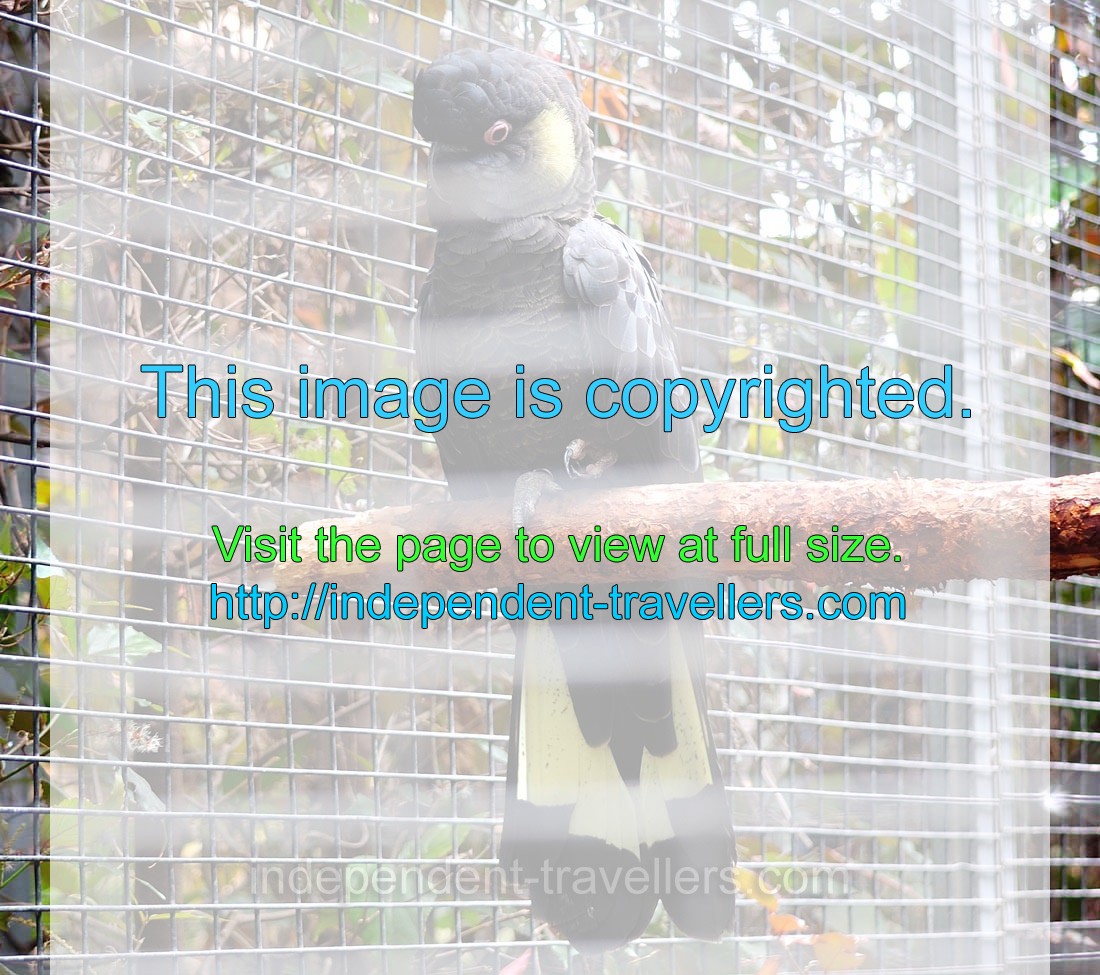 The southern yellow-tailed black cockatoo “Calyptorhynchus funereus xanthonotus”