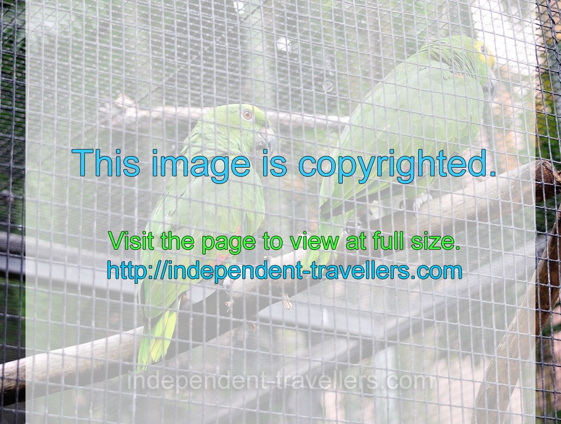 The yellow-crowned amazon or yellow-crowned parrot “Amazona ochrocephala xantholaema”