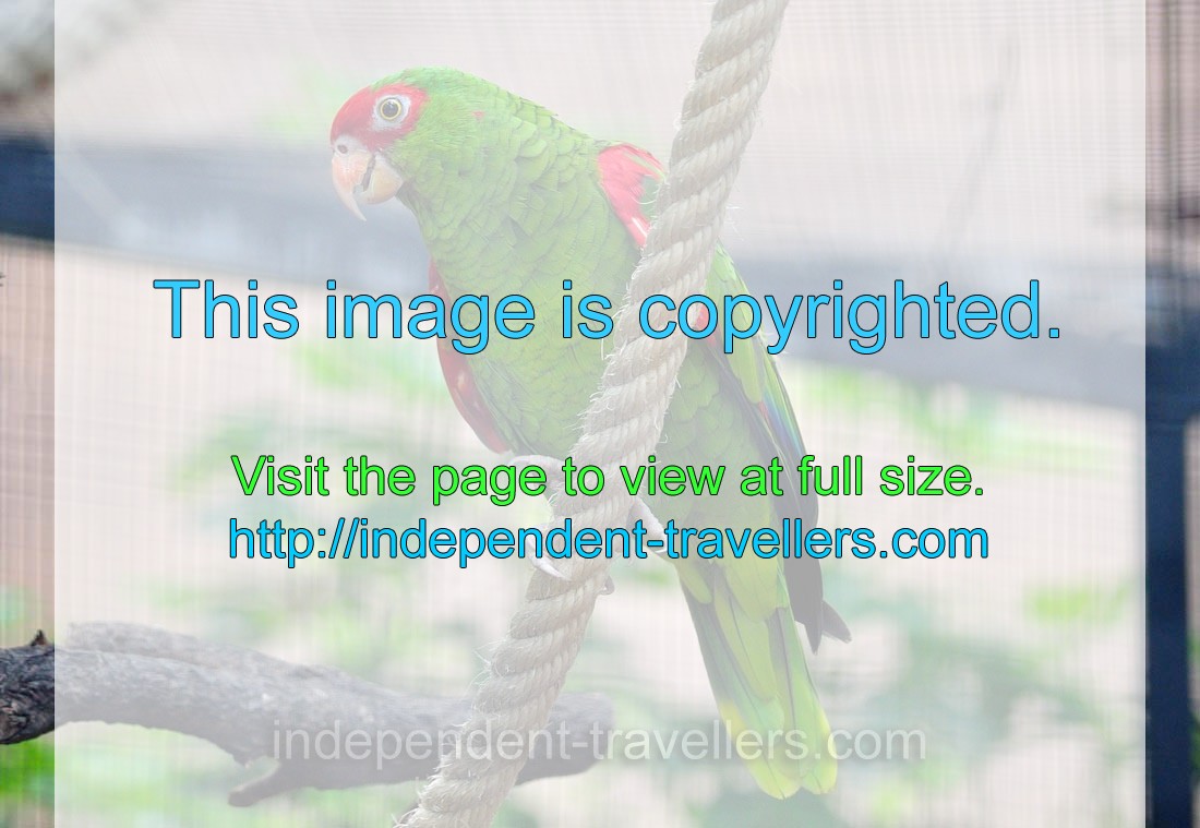 The red-spectacled amazon “Amazona pretrei” is a species of parrot in the family Psittacidae