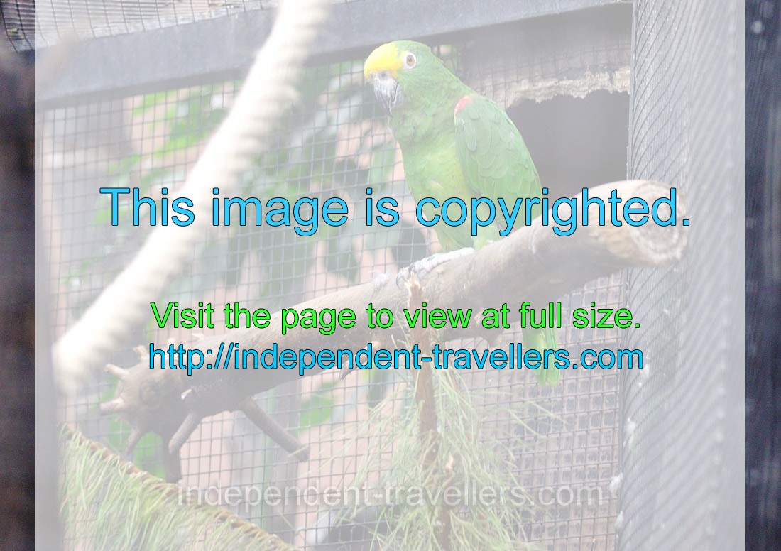 The yellow-crowned amazon or yellow-crowned parrot “Amazona ochrocephala ochrocephala”