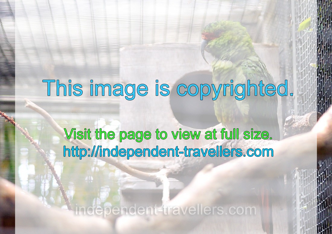 The slender-billed parakeet also called the long-billed parakeet “Enicognathus leptorhynchus”