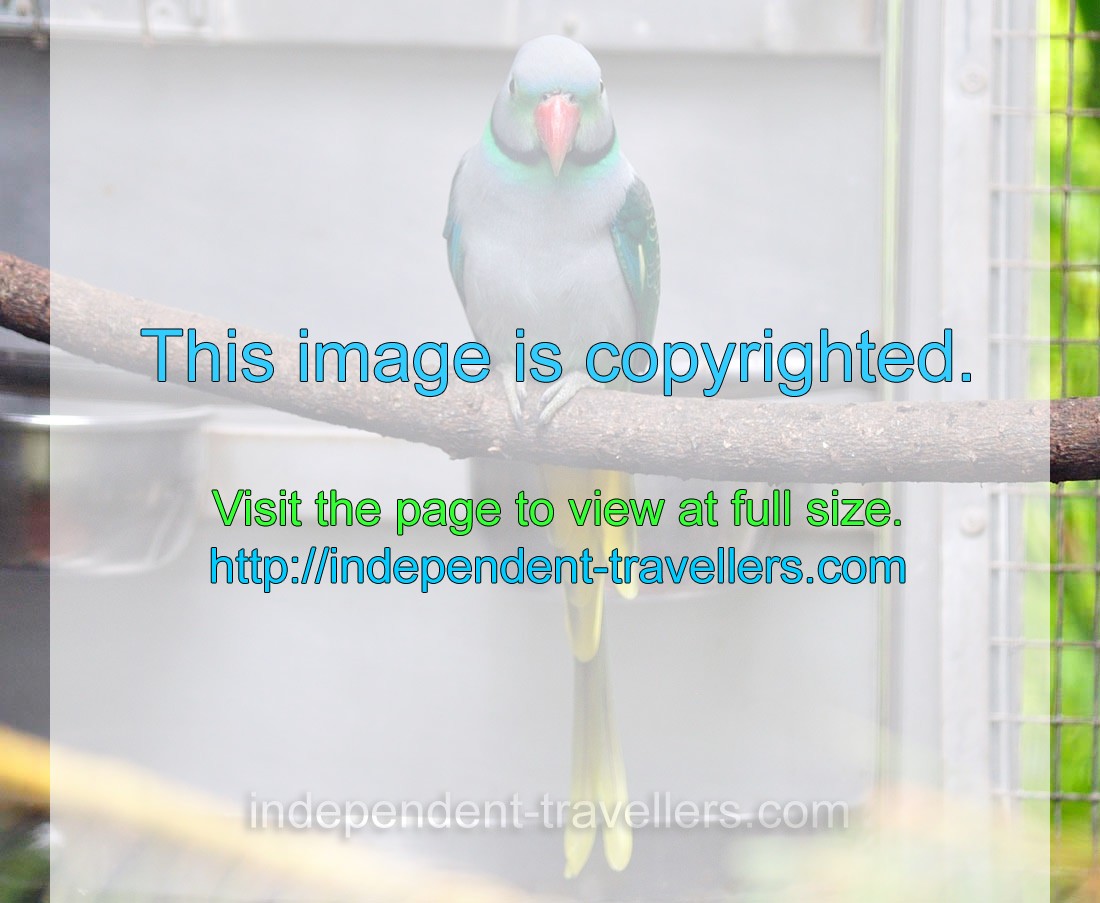 Blue-winged parakeet