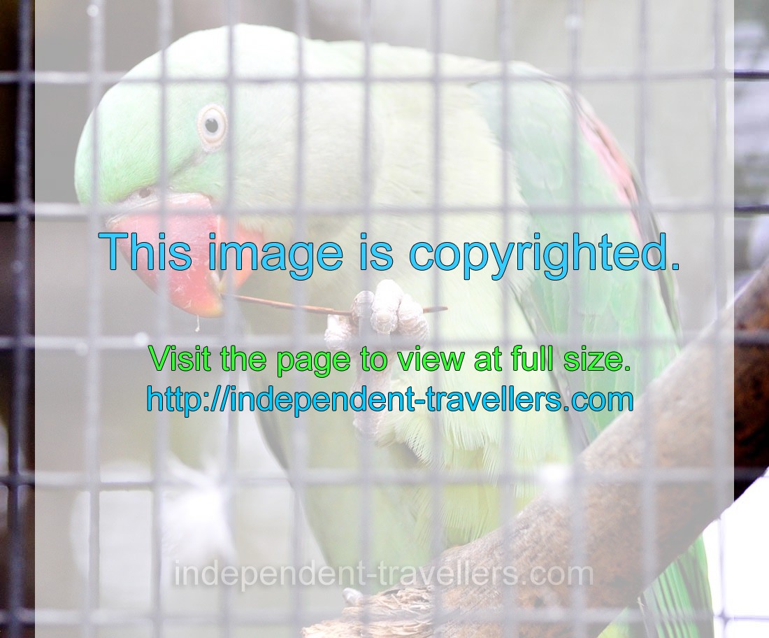 The Alexandrine parakeet “Psittacula eupatria eupatria”