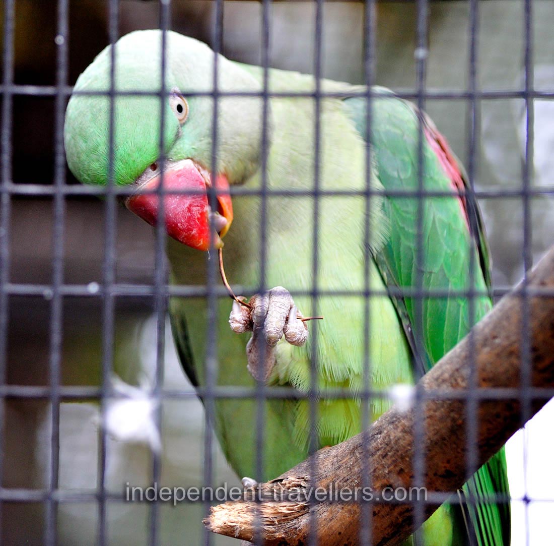 Alexandrine parakeet