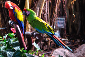 These parrots greets people immediately after the entrance to Loro Parque