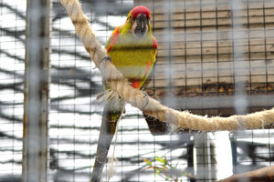 The red-fronted macaw “Ara rubrogenys”