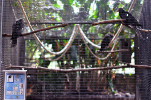 The vasa parrots “Coracopsis vasa drouhardii”
