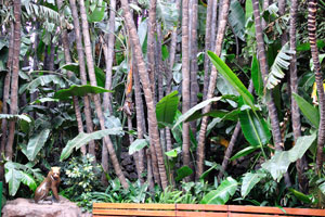 A bench is surrounded with the tropical lush greenery
