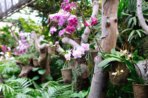 Beautiful orchids decorate the park