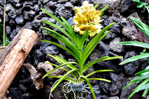 Yellow phalaenopsis