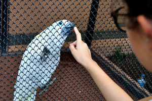 A girl touches the beak of white cockatoo with her finger