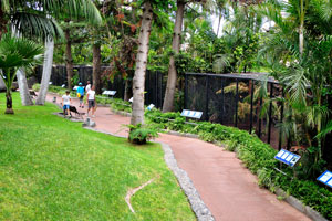 An exotic footpath lies along the cages with parrots