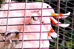 The Major Mitchell's cockatoo (Lophochroa leadbeateri) also known as pink cockatoo