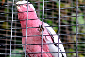 The Pink cockatoo male is on the left, and the female is on the right