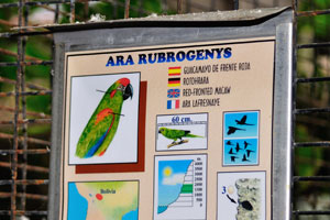 The information board reads “Ara rubrogenys, Red-fronted macaw”
