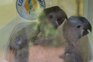 The red-fronted macaw “Ara rubrogenys” parrot chicks