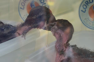 The “Eclectus roratus vosmaeri” parrot chicks are fighting each other