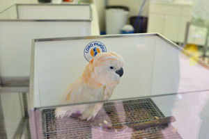 A cockatoo chick is in the baby station