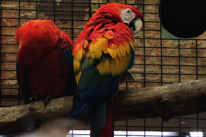 The scarlet macaw “Ara macao” is a large red, yellow, and blue South American parrot