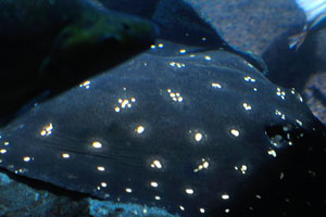 The Xingu River ray, white-blotched river stingray, or polka-dot stingray “Potamotrygon leopoldi” is a species of freshwater fish