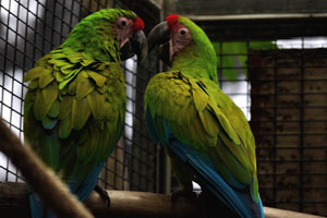 The great green macaw “Ara ambigua”, also known as Buffon's macaw