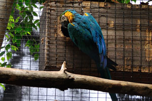 The blue-and-yellow macaw “Ara ararauna”