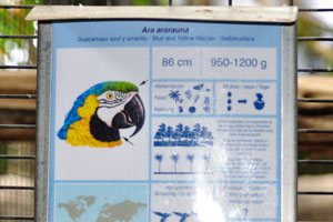 The information board reads “Ara ararauna, Blue and Yellow macaw”