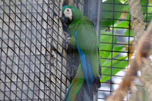 The chestnut-fronted macaw “Ara severa”