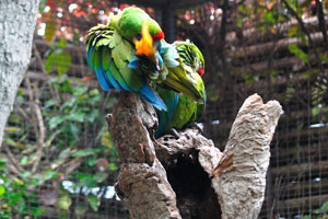 The great green macaws “Ara ambiguus” are cleaning their feathers