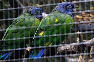 The blue-headed parrot, also known as the blue-headed pionus “Pionus menstruus menstruus”