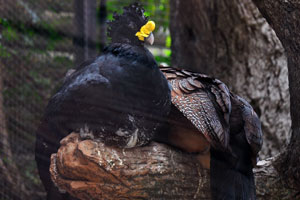 The great curassow “Crax rubra” is a large, pheasant-like black bird with yellow knob on its beak