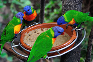 Bright colorful Rainbow lorikeet parrots are feeding from bowl with porridge