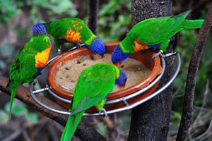 Bright Rainbow lorikeet parrots with blue heads are feeding from bowl with porridge