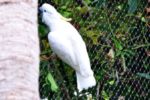 The sulphur-crested cockatoo is a relatively large white cockatoo found in wooded habitats in Australia and New Guinea