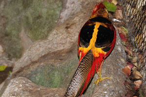 The golden pheasant “Chrysolophus pictus”