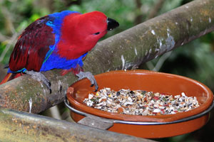 “Eclectus parrot” adult female