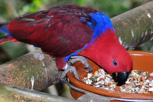 Red “Eclectus parrot” female is feeding from bowl with seeds
