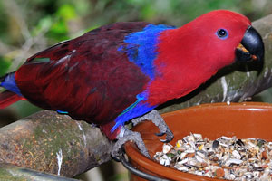 The female of eclectus parrot “Eclectus roratus” having a mostly bright red and purple/blue plumage
