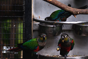 The crimson-bellied parakeet “Pyrrhura perlata perlata”
