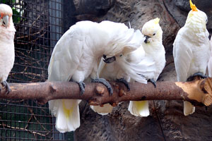 Three different species of Cacatua are sitting on a perch