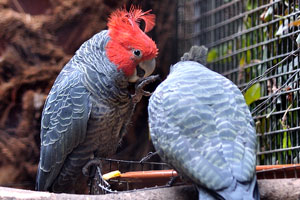 The gang-gang cockatoo “Callocephalon fimbriatum”
