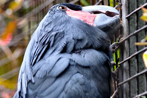 The palm cockatoo “Probosciger aterrimus”