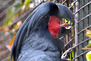This red tongue belongs to the palm cockatoo
