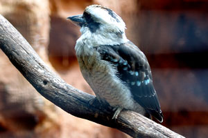 The laughing kookaburra “Dacelo novaeguineae” is a bird in the kingfisher subfamily Halcyoninae